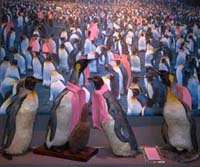 20061028 Gaypenguins