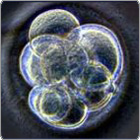 Clonedembryo140