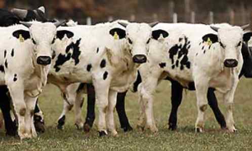 clonedbulls.jpg