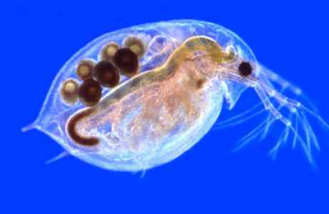 daphnia_with_eggs.jpg